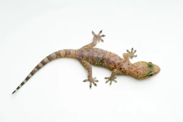 Gecko — Stockfoto
