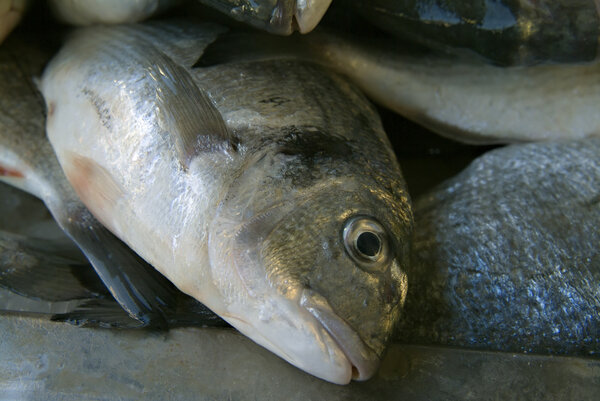 Sea bream head in the market