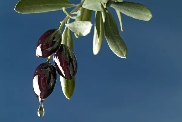 Droppande svarta oliver — Stockfoto