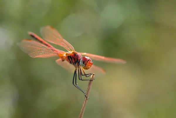 stock image Dragonfly on twig