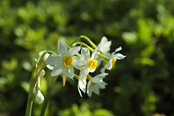 Narcissus flowers — Stock Photo, Image