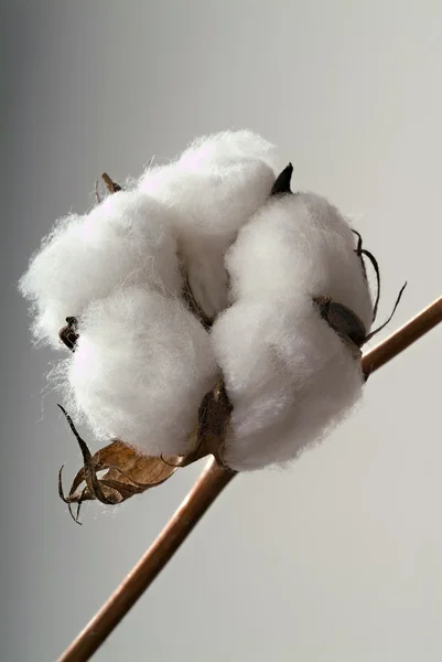 Bola de algodão — Fotografia de Stock