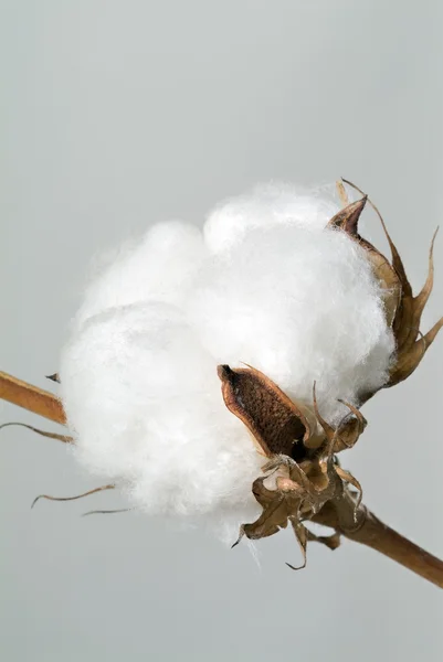 Bola de algodón — Foto de Stock