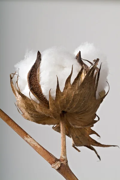 Bola de algodão — Fotografia de Stock