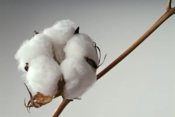 Bola de algodón —  Fotos de Stock