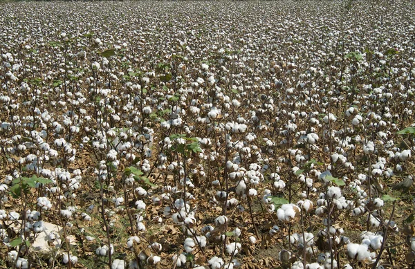 Campo de algodón —  Fotos de Stock