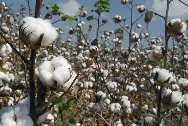 Ramo de algodão — Fotografia de Stock