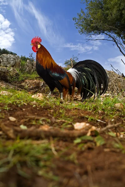 Free range rooster in a field — Stock Photo, Image