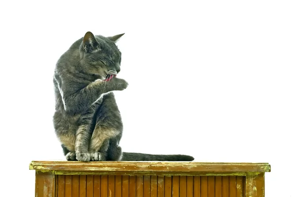 きれいな猫 — ストック写真