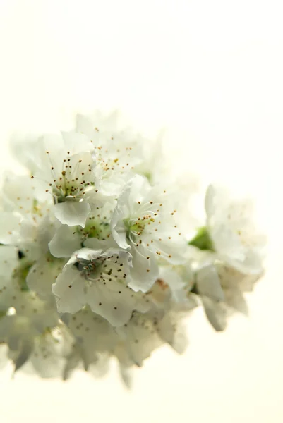 Cherry tree flowers — Stock Photo, Image