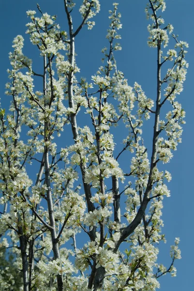 Stock image Cherry tree flowers