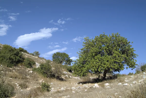 Carob tree — Stock Photo, Image