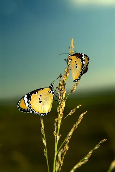 Iki hükümdar kelebek — Stok fotoğraf