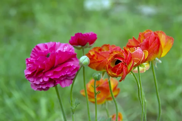 Jaskier kwiaty — Zdjęcie stockowe
