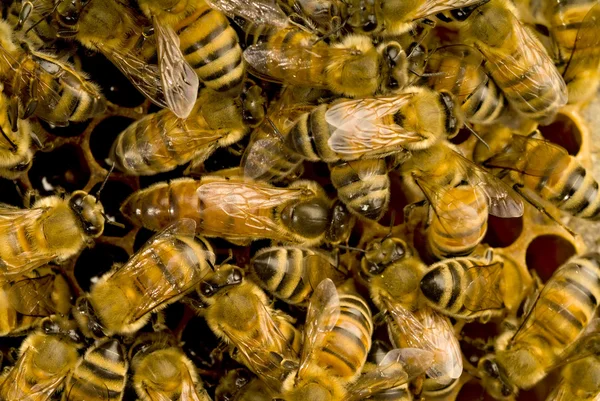 Las abejas dentro de la colmena con la abeja reina — Foto de Stock