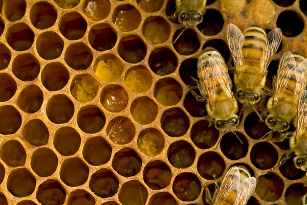 蜂の巣の中の蜂 — ストック写真