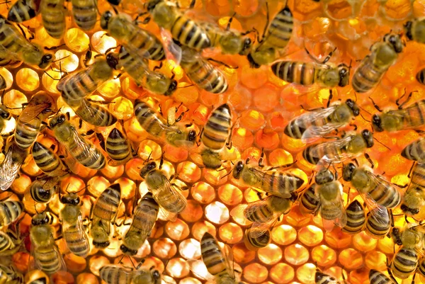 Bienen im Bienenstock — Stockfoto