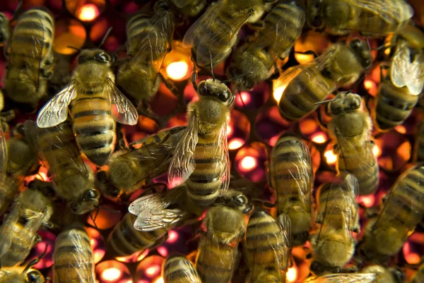 Abeilles à l'intérieur ruche — Photo