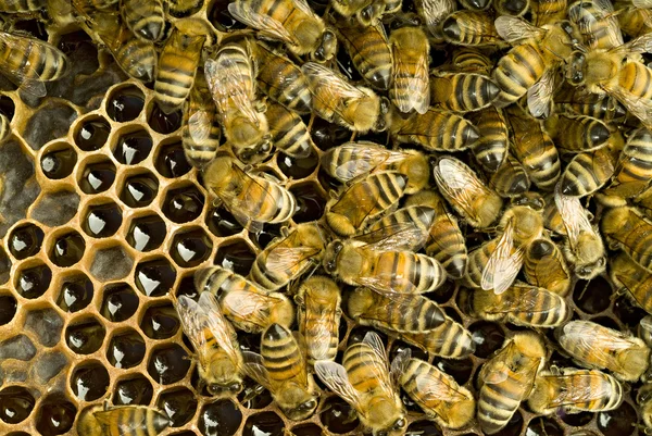 在蜂巢内的蜜蜂 — 图库照片