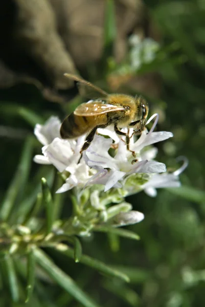 Пчела на розмарине — стоковое фото