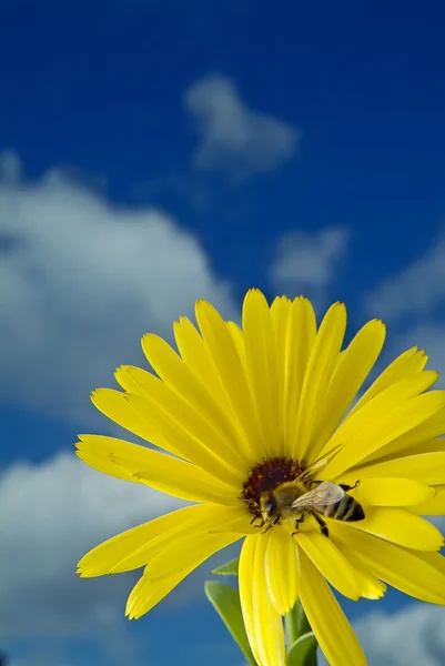Bi på gul blomma — Stockfoto