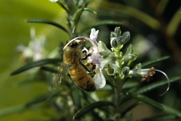 Пчела на розмарине — стоковое фото