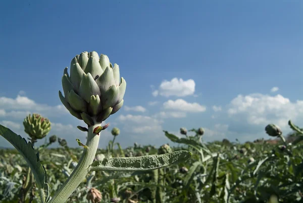 Artichoke field with blue sky and clouds — Stock Photo, Image