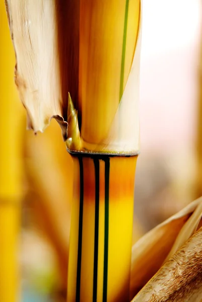 Broto de bambu — Fotografia de Stock