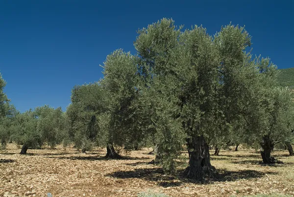 Antiguo olivo — Foto de Stock