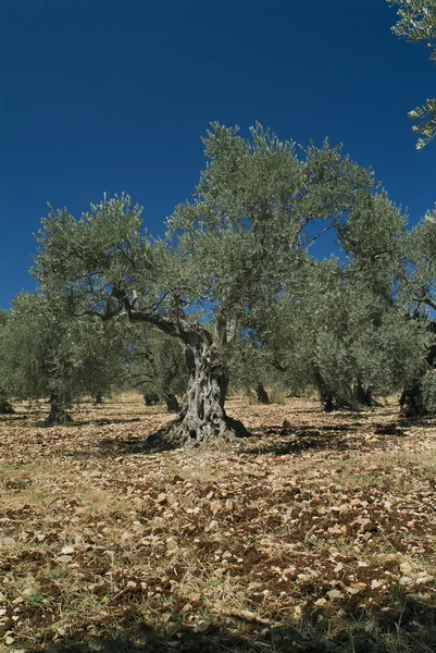 Antiga oliveira — Fotografia de Stock