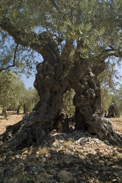 Древнее оливковое дерево — стоковое фото