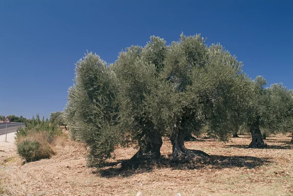 Ancient olive tree — Stock Photo, Image