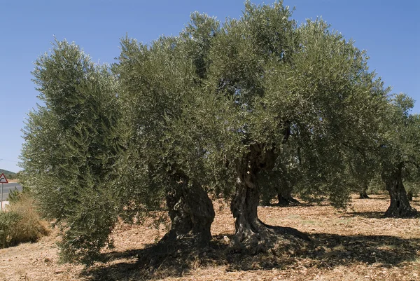 Stare drzewo oliwne — Zdjęcie stockowe