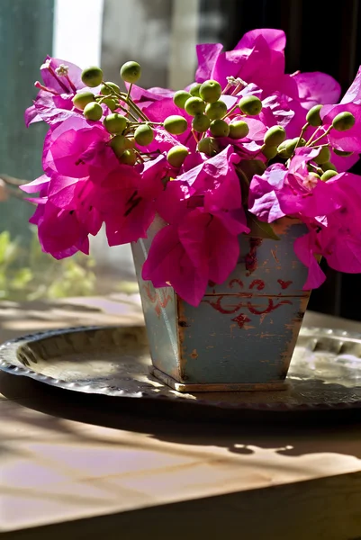 부겐빌레아의 꽃다발 — 스톡 사진