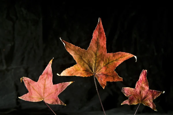 Autumn Leafs — Stock Photo, Image