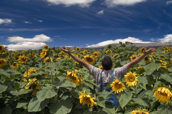 stock image Farmer in sunflower field arms spread out