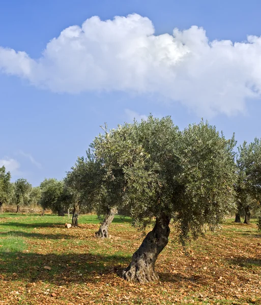 Olive grove — Stock Photo, Image