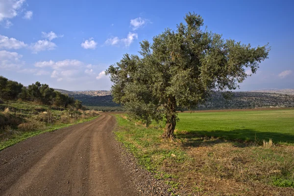 Estrada de terra sinuosa e oliveira — Fotografia de Stock