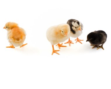 Group of diffrenet chicks clipart