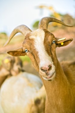 Nubian goat clipart