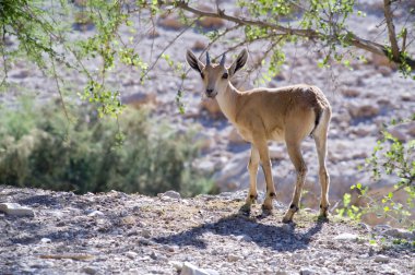 Nubische steenbok capra