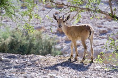 Nubian ibex capra clipart