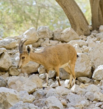Nubian ibex capra clipart