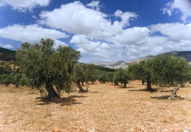 Olive grove