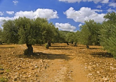 Olive grove günbatımı