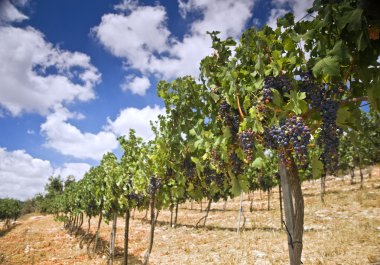 Vineyards in the Galilee clipart