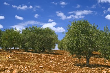 Olive grove clipart