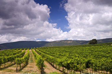 Vineyards in the Galilee clipart