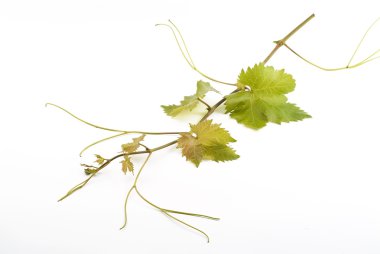 Grapevine isolated on white clipart