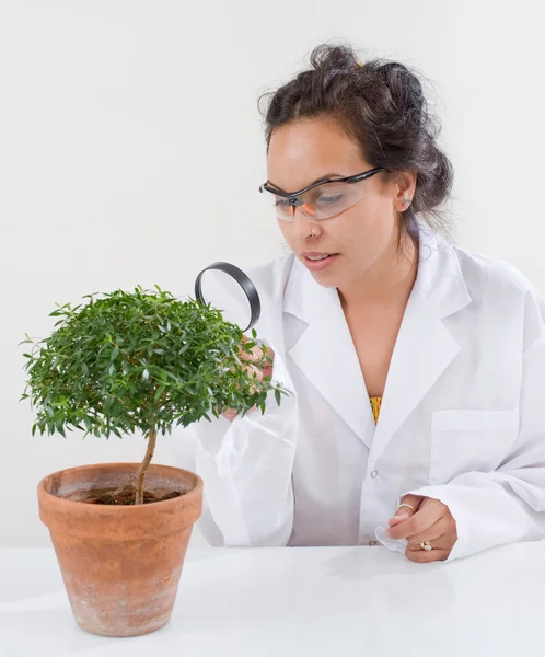 科学者の研究室の植物 — ストック写真
